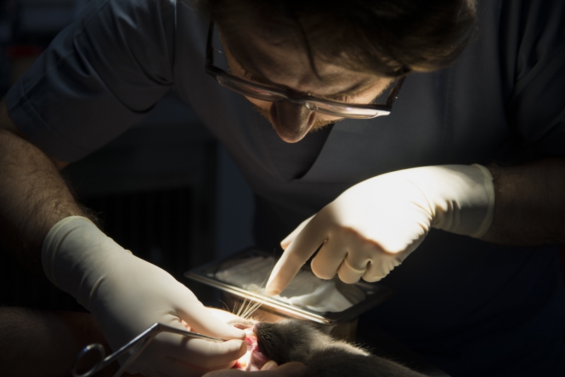 <p>Kedinin dama��ndaki deli�in kapanmas� i�in bir�ok veterinere g�t�rd�klerini ancak olumlu sonu� alamad�klar�n� belirten K�bra Ball�ca, AA muhabirine yapt��� a��klamada, hayvan�n 8 ay bu �ekilde ya�am�n� s�rd�rd���n� dile getirdi.</p><p>Mama ararken bu klini�i buldu�unu s�yleyen Ball�ca �unlar� kaydetti:</p>