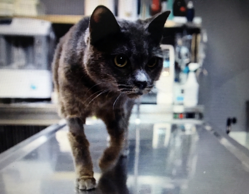 <p>Veteriner Hekim Erol Kaplan ise 'G��l�'n�n kendilerine cerrahi m�dahaleyle kapanamayacak b�y�kl�kte bir damak yar���yla getirildi�ini bildirdi.</p><p>Damaktaki yar���n burun kanal�yla birle�ik oldu�unu anlatan Kaplan, �u bilgileri payla�t�:</p><p>'Yedi�i mamalar ayn� zamanda burun kanal�na da a��ld��� i�in ya�am kalitesini d���r�yordu. Bunun �zerine insanlardaki gibi bir damak protezi uygulama karar� ald�k. Kal�p sonucunda laboratuvardan gelen protezi G��l�'y� bay�ltarak cerrahi i�lemle yerine oturttuk. �u anda ya�am kalitesi son derece artm�� durumda. G��l�'n�n protezle uyumu �ok iyi. Rahatl�kla mama yiyebiliyor. Bundan sonra onu daha rahat bir ya�am bekliyor.'</p>