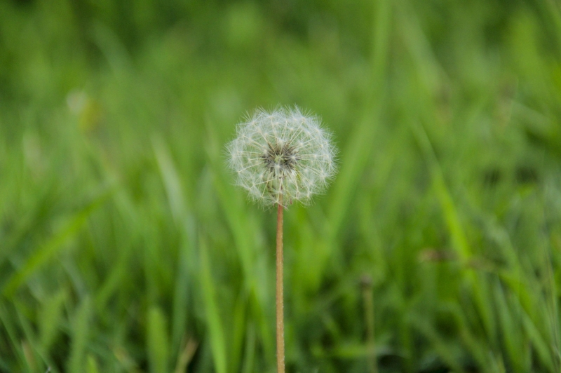 <p>Yaban hayatının yanı sıra zengin florasıyla da dikkati çeken Munzur Vadisi Milli Parkı'nda, sulak ve kayalık alanlarda rengarenk çiçekler açıyor.</p>