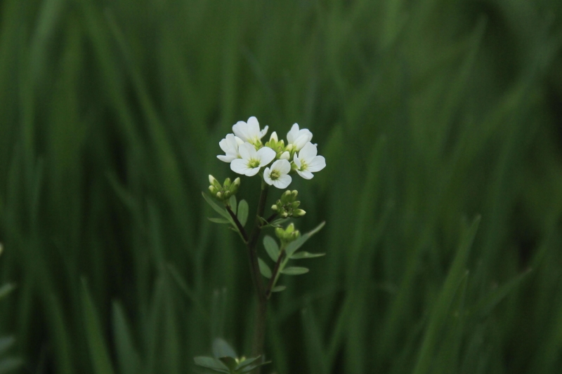 <p>Florasında 227'si endemik, 1518 bitki türü tespit edilen milli parkta, özellikle mayıs ayının ilk haftasında açan kaz sümbülü, sarı papatya, karahindiba, civan perçemi, havaciva, sarıkokulu ve düğün çiçekleri doğayı süslüyor.</p>