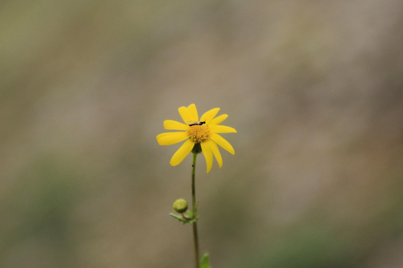 <p>42 bin 674 hektar alanda kurulu bulunan milli parkta, kanatlarındaki renk ve desenlere göre gruplandırılan çok gözlü gök mavisi, küçük zıpzıp perisi, çift noktalı brentis, iparhan, alıç, sarı antenli zıpzıp ve diken kelebeklerinin de çiçekler arasında uçması doğaya ayrı renk katıyor.</p>