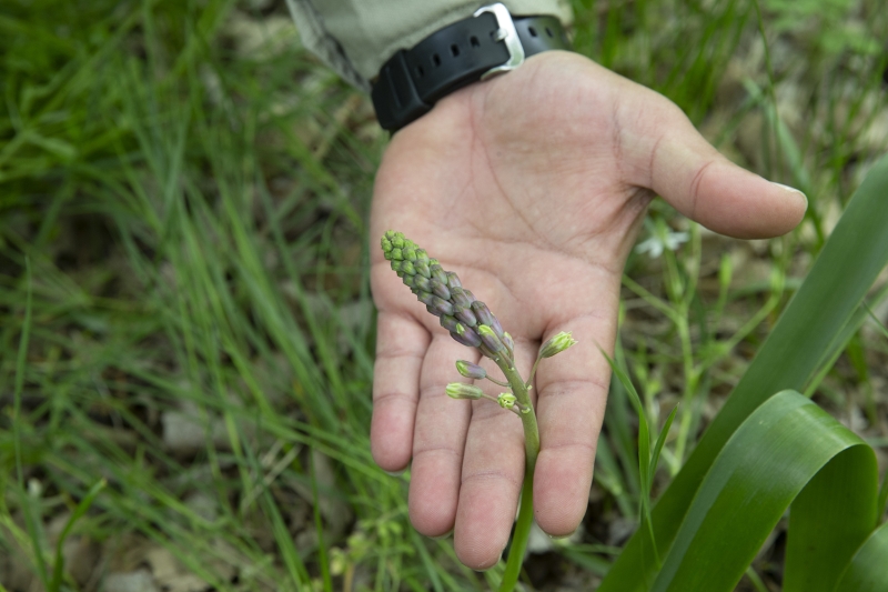 <p>Dayan, 2018 yılında Doğa Koruma ve Milli Parklar Genel Müdürlüğü Edirne Şube Müdürlüğü ile yapılan eylem planı kapsamında Edirne Sümbülü'nün izleme altında olduğunu dile getirdi.</p>