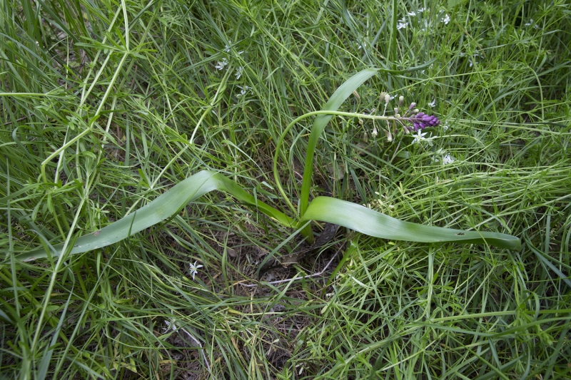 <p>Sümbülün Edirne, Kırklareli ve Tekirdağ'da takip edilen 6 farklı popülasyonunun bulunduğunu, bunların çok az sayıda birey içerdiğini ve en büyük popülasyondaki sayının bini geçmediğini vurgulayan Dayan, şöyle devam etti:</p>
