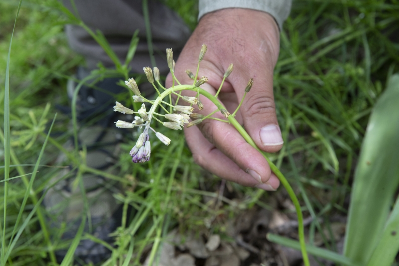 <p>Rektör Prof. Dr. Erhan Tabakoğlu'nun desteklediği proje kapsamında klonladığımız sümbül soğanlarını önümüzdeki yıl Edirne'nin önemli bahçelerinde toprakla buluşturacağız.</p>