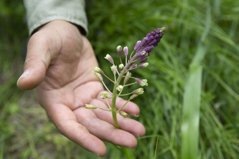 <p>TÜ Biyoloji, Peyzaj Mimarlığı ile Genetik ve Biyomühendislik bölümlerindeki bilim insanları bu türün korunması, laboratuvar şartlarında klonlanarak çoğaltılması ve tekrar habitat transferi yaparak habitatların birey sayılarının artırılması için çalışıyor.</p>