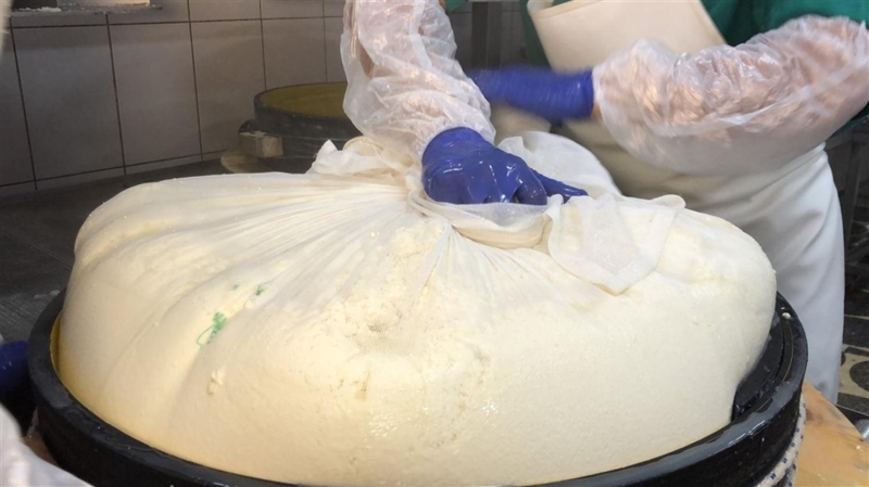 <p>'Sütlerimizi, bakır kazanlarda şirdan mayayla 35 derecede mayaladık. Daha sonra 55-60 dereceye kadar pişirip istediğimiz dereceye geldiğinde bakır kazandan alıyoruz. Peyniri avucumuzda sıktığımız zaman bu tanelerin hepsinin birbirine yapışması gerekiyor. Su berrak, peynir yağı bünyesine çekmiş, peynir suyunda yağ kalmamış olmalı. Ovduğumuzda bulgur gibi ufalanması gerek. Buna bir gravyerin demlendirme ayarı diyoruz' diye konuştu.</p>