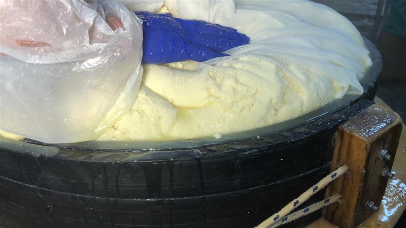 <p>Gıda mühendisi ve gravyer peyniri üreticisi Çağdaş Koçulu, gravyerin peynirlerin şahı olduğunu belirterek üretimden satışa kadar birkaç ay süren zahmetli bir çalışma gerektiğini söyledi. </p>