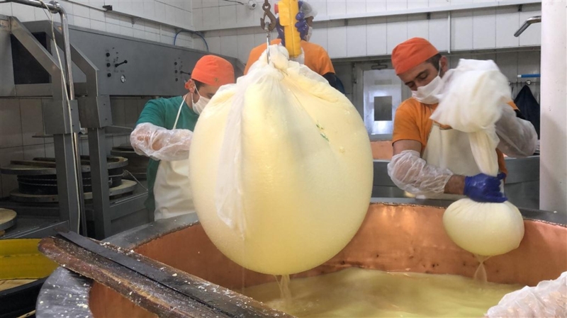 <p>Her bir kazanda 800 kilo sütten elde edilen 60-70 kilogram ağırlığındaki gravyerin konulduğu kalıplar tonlarca ağırlıkla bastırılarak içindeki suların süzülmesi sağlanıyor. </p>