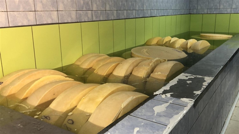 <p>Gravyer peynirinde öncelikle sütün, merada otlayan ineklerin sütleri olması gerekiyor.</p>