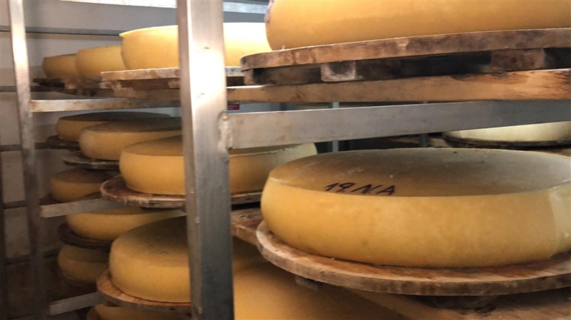 <p>Burada da yaklaşık 3 günde bir çevirip, tuzlanmak şartıyla bakımını yapıyoruz. Yeni bugün pişen peynir yaklaşık 8 ay sonra tüketime hazır hale geliyor. </p>