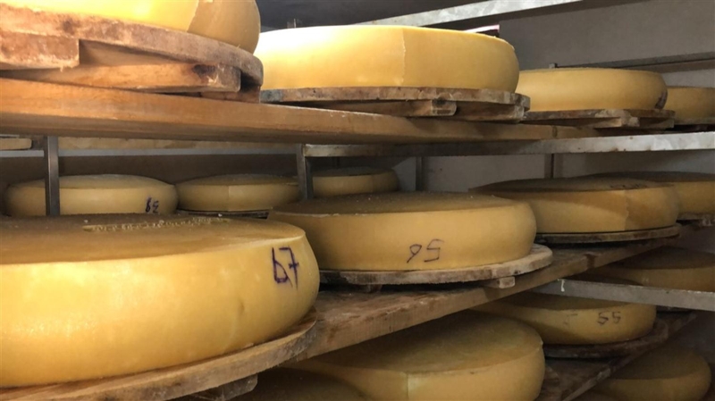 <p>Bu süreçte 28-30 dereceli odalarda peynir içinde gözenekler oluşuyor. Probiyotik bakteriler gaz oluşturuyor ve peynir şişmeye başlıyor. </p>