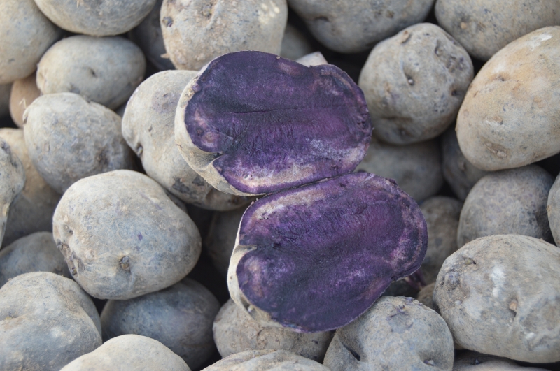 <p>Karbonhidrat, potasyum, C vitamini, folik asit ve demir kayna�� olan mor patatesin, h�creleri koruyan ve v�cudu iyile�tirmede yard�mc� olan antosiyaninler sayesinde kanser h�crelerinin �o�almas�n� azaltmada ve daha bir�ok rahats�zl���n giderilmesinde aktif rol oynad��� biliniyor.</p>