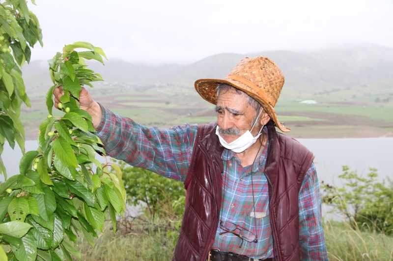<p>İHA muhabirlerine 4 saatte olsa gelip burada ağaçlarını gördüğünü ifade eden Ziya Abay, “Çok mutluyum. Ben onlara hizmet edeceğim, onlar da bana hizmet edecekler. Bunlar benim sevgilim ve çocuklarımdır. 4 bin tane ağacım var. Bunlar benim hep evlatlarımdır. Ben bunlara candan bakacağım, onlar da bana bakacak. 4 saat bir izin geldi. Bende hemen adaya geldim ağaçlarımla ilgileniyorum, çok mutluyum. Bu hastalık geçerse de daha da ilgileneceğim. 2 ay adaya gelmedim. Çok özledim onları, şimdi geldim, 4 saat de olsa onları gördüm” dedi.</p>