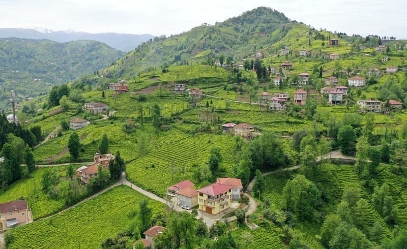 <p>ay retimi, Dou Karadeniz'de Rize, Trabzon, Artvin ile Giresun illerinden salanyor.</p>