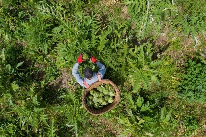 <p>Lezzeti ve aromasyla nl Bursa eftalisi, Trkiye'nin drt bir yannda azlar tatlandryor.</p>