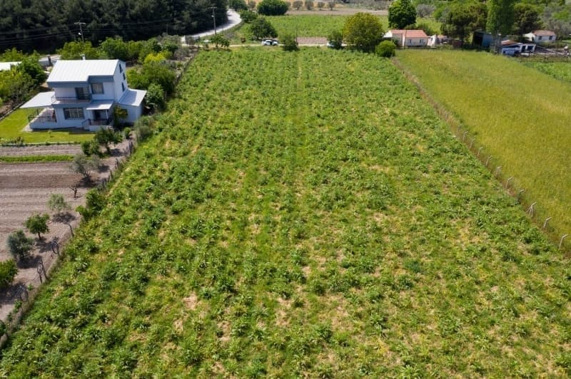 <p>Bir dier hububat rn eltikte Trkiye retiminin yarsn Edirne karlyor.</p>