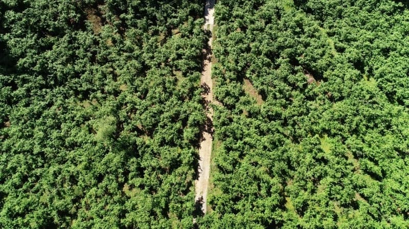 <p><b>- FINDIK, KAYISI, AY E, ELTK, EFTAL, BBER VE KARPUZ</b><br></p>