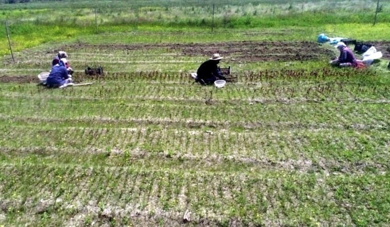 <p>AYKUR bata olmak zere dier zel sektr firmalarn alm yapt blgede yz binlerce retici hasada hazrlanyor.</p>