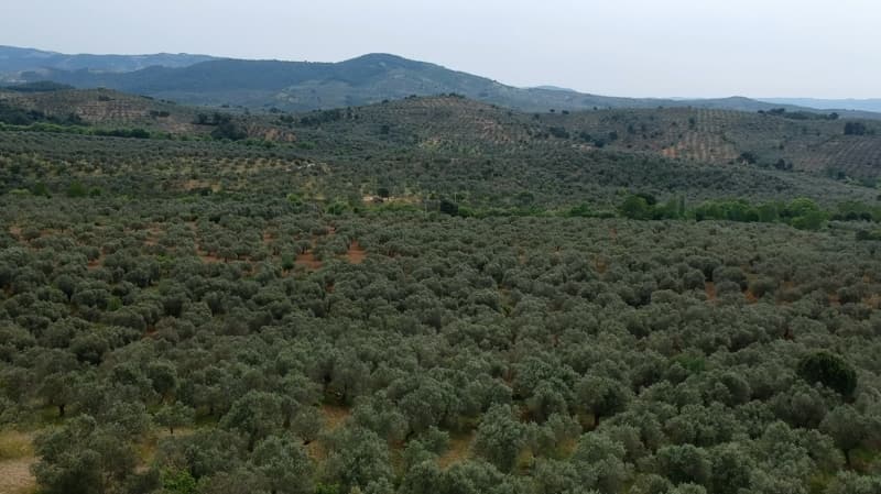 <p>Yurt dna da ihra edilen rnn Bursa Ovas'nda hasad haziran ortalarnda balyor.</p>