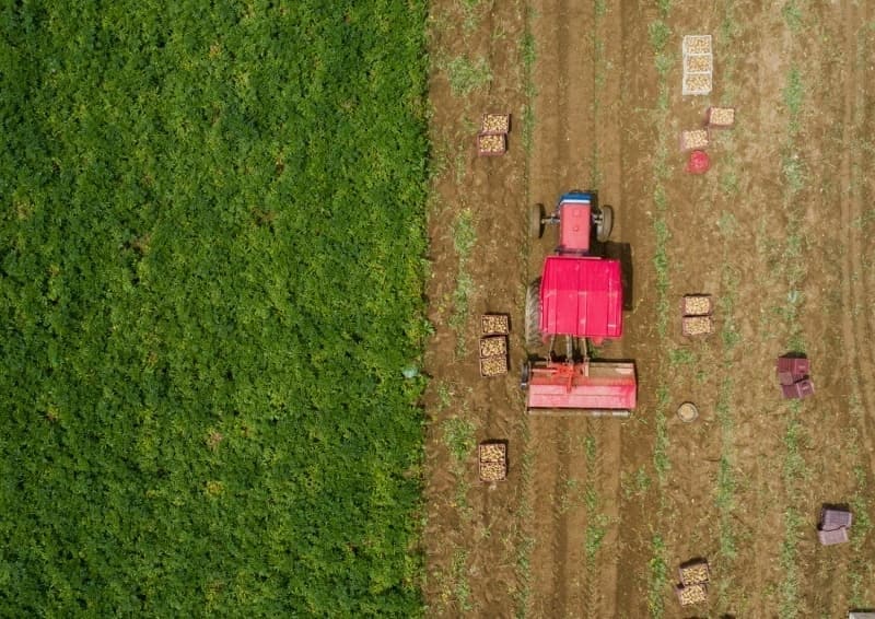 <p>Krklareli'nde reticiler bu yl ektikleri rn austosta hasat edecek.</p>