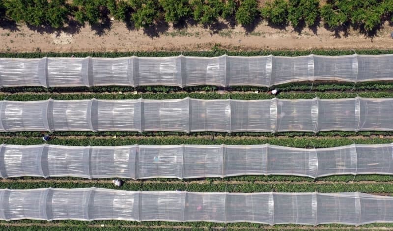 <p>Diyarbakr'la zdeleen ve ehrin sembol olan karpuz, yz binlerce tonluk retimle iftinin yzn gldryor.</p>