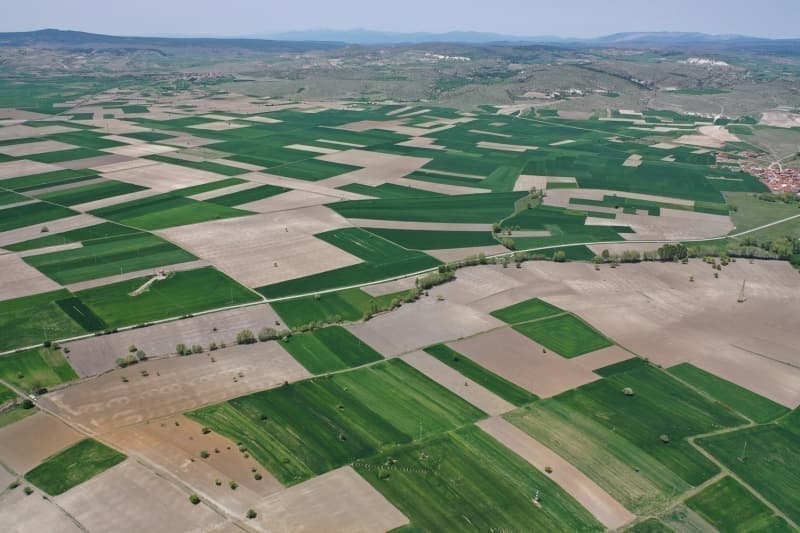 <p>zmir'in bereketli topraklarnda ayrca doal probiyotik kayna olma ve ya azaltc gibi zelliklerinin yan sra yksek antioksidan kapasitesine sahip enginar da yetitiriliyor.</p>