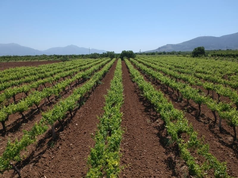 <p>Denizli, orum ve Ktahya ise leblebilik nohut retimiyle ne kyor.</p>