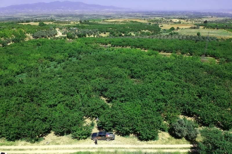 <p>Gaziantep ve evre illerde retilen Antep fst, iki ylda bir rn verdii iin rekoltesi yllara gre deiiklik gsteriyor.</p>