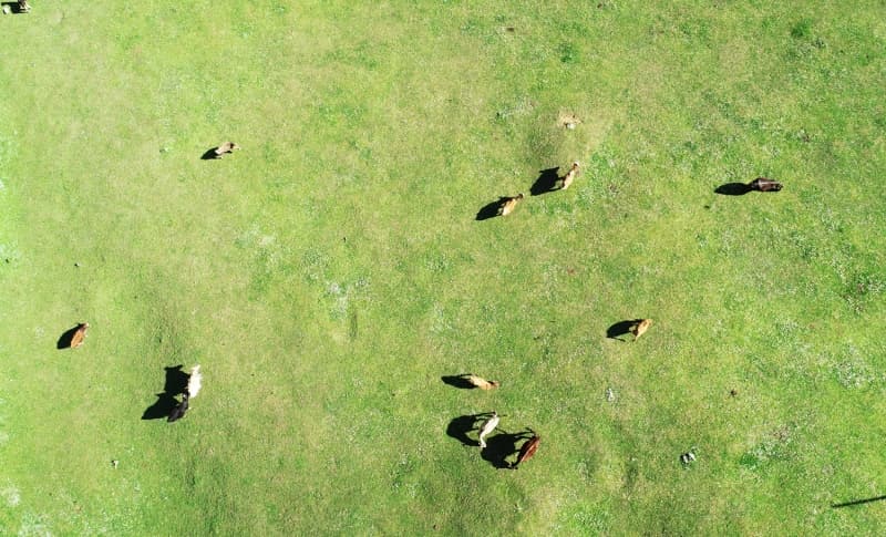 <p>Yaylanın, 'kesin korunacak hassas alan' olarak tescil ve ilan edilmesinin, istedikleri bir karar olduğunu belirten İbaş, 'Yayla sit alanı vasfını koruyor, kesinlikle yapılaşmaya müsaade edilmiyor. Sayın Cumhurbaşkanımıza, milletvekillerimize, bu işin peşinde koşan tüm arkadaşlarımıza teşekkür ediyoruz.' dedi.</p>