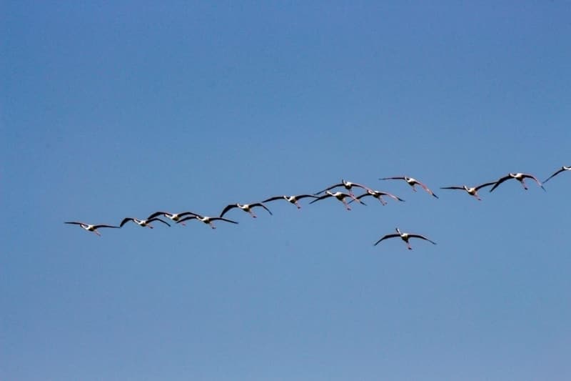 <p>Tuz Gl'nde bu yl 3-4 farkl noktada flamingo srleri var.</p>