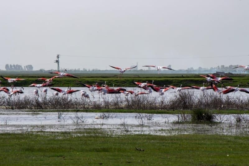 <p>Yeni doan yavrularla Tuz Gl'nde imdiden renkli grntler olumaya balad.</p>