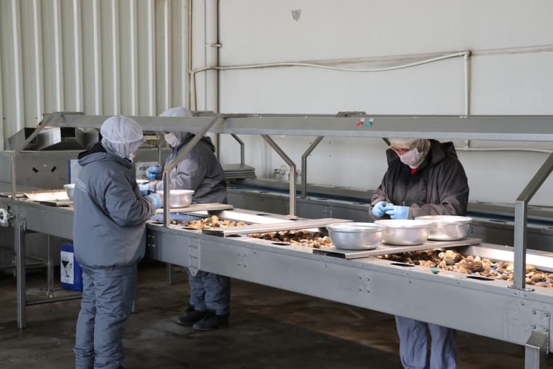 <p>Raf �mr�n�n k�sa olmas�ndan dolay� fabrikada i�lendikten sonra ertesi g�n u�akla g�nderilen mantar�n kilogram� tazesi 30-40 avro, kurusu ise 200-300 avroya kadar ��k�yor.</p>