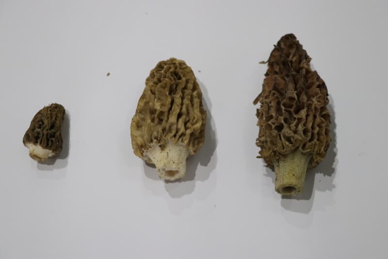 <p>T�rkiye'de mevsimsel duruma ba�l� yakla��k 250 ton toplanan kuzu g�be�inin b�y�k b�l�m�n�n ihra� edildi�ini dikkati �eken �al��kan, mantar�n topraktan m��teriye kadar binbir zahmetle i�lendi�ini anlatt�.</p>