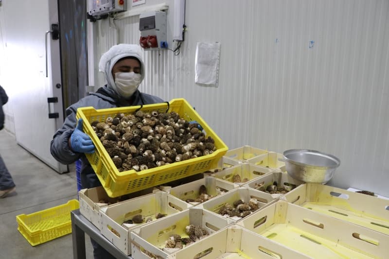 <p>�al��kan Tar�m Genel M�d�r� Mehmet �al��kan, AA muhabirine yapt��� a��klamada, kuzu g�be�i mantar�n�n neredeyse b�t�n ormanlarda yeti�ti�ini s�yledi.</p>