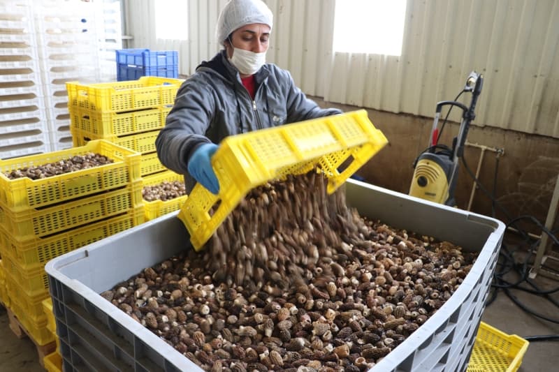 <p>Yemeklerle ikram edilen �orba ve soslarda kullan�lan mantar�n bu t�r�n�n ila� sanayisinde de tercih edildi�ini anlatan �al��kan, ��yle konu�tu:</p>