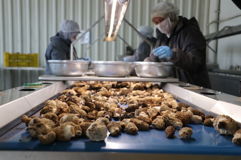 <p>�r�n�n daha �ok Avrupa �lkelerinden talep g�rd���n�, son y�llarda Uzak Do�u �lkelerine g�nderdiklerini anlatan �al��kan, kuzu g�be�inin yurt d���nda 'morel' olarak bilindi�ini dile getirdi.</p>