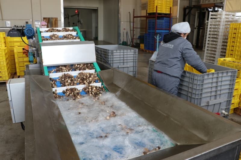 <p>Mantar�n do�adan toplan�lan haliyle de�il, fabrikada baz� i�lemlerden ge�irildikten sonra ihra� ettiklerini belirten �al��kan, �r�nleri bir�ok unsura g�re tasnif ettiklerine dikkati �ekti.</p>