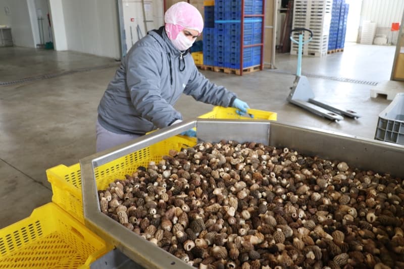 <p>'Taze mantar� 1 veya 3 kilograml�k tahta kutu ya da 1-5 kilograml�k plastik sepetlerde ihra� ediyoruz. T�rkiye'nin �e�itli yerlerinde al�c�lar�m�z var. Her g�n sabah erken saatlerde fabrikaya getirirler. �nce gelen mantarlar�n i�erisinden yabanc� mantarlar� se�er ve bir boylama yap�l�r. Daha sonra tart�l�r, topraklar� kesilip saplar�n� ay�r�yoruz. Daha sonra kurutulmak, dondurulmak ve taze sevkiyat olmak �zere 3'e ayr�l�yor. Dondurulan �r�n so�utuculu ara�la yurt d���na gidiyor.'</p>