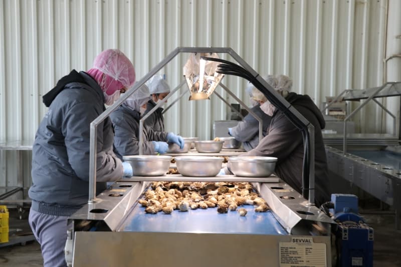 <p>Mantar fiyat�n�n bazen 300 avroyu a�t���na dikkati �eken �al��kan, 'A��k�as� T�rkiye'de ne kadar kuzu g�be�i ��karsa neredeyse hepsini g�nderiyoruz. Yurt d���nda limit yok, ne ��karsa al�yorlar. Firma olarak bu y�l 65 ton civar� bir mantar ihracat� ger�ekle�tirmi� olaca��z. �lke genelinde 3-4 ihracat�� firma var. Sezonda �lke genelinde 20 milyon dolarl�k bir mantar ihracat� ger�ekle�tiriliyor. Firma olarak iklim ko�ullar� olu�ursa 13 milyon dolarl�k bir ihracat� hedefliyoruz. Kuzu g�be�ini yakla��k 20 �lkenin sofras�na ula�t�rm�� oluyoruz.' diye konu�tu.</p>