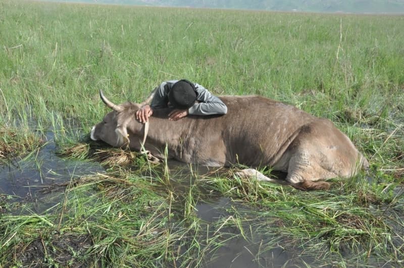 <p>İlçe merkezine 17 kilometre uzaklıkta bulunan Dedeler köyünde yaşayan Mehmet Emin Atasoy’a ait inek, Nehir Sazlığı yakınlarında otlanırken bataklığa saplandı. </p>