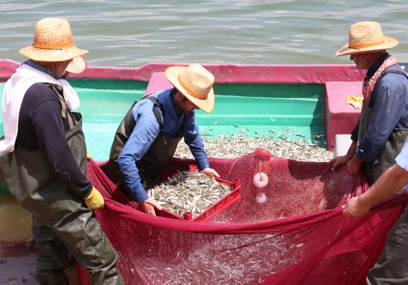 <p>'Canavar' adı verilen balık ekmek kapısı oldu!</p>