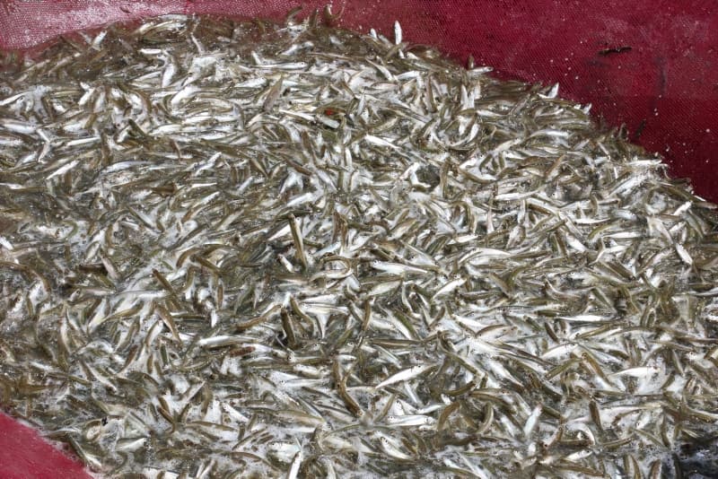 <p>'Canavar' adı verilen balık ekmek kapısı oldu!</p>