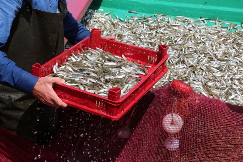 <p><b>KİLOSU 2 TL'YE SATILIYOR<br></b><p><b><br></b></p></p><p>Kargı Su Ürünleri Kooperatifi üyesi Ali Aktaş, balık yumurtaları ile beslendiği için ‘canavar’ adını verdikleri gümüş balığı türünde bu yıl iyi avcılık dönemi geçireceklerini umduklarını belirterek, 'Geçen yıllarda günde 3 ile 5 ton arasında avlıyorduk. Bu sezon bu sayı 5 ile 10 ton olacak, seneye ise sayı 10 ile 20 ton arasında olacağı tahmin ediyoruz. Baraj gölü çok ağaçlıklı olduğu için su azalınca sahillerde kepçe ile düzleyerek daha çok avlanma yapılmasına zemin hazırlıyoruz. Bu avcılıktan şu anda 60 kişiye iş imkanı sağlanıyor. Kilosunun 2 TL'den satışını yapıyoruz. Yurt dışında çok tercih edilen bir tür. Gümüş balığı tuttukça çoğalan bir balık cinsidir. Soğuk hava depolu kamyonlara doldurulan balıklar ihraç edilmek üzere bekletilecek' dedi.</p>