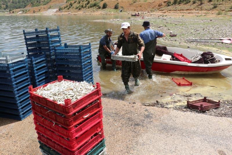<p>'Canavar' adı verilen balık ekmek kapısı oldu!</p>
