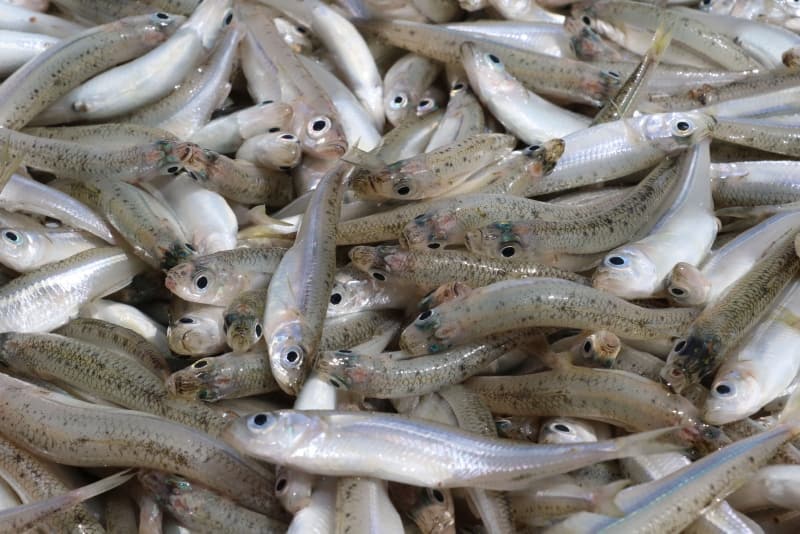 <p>'Canavar' adı verilen balık ekmek kapısı oldu!</p>