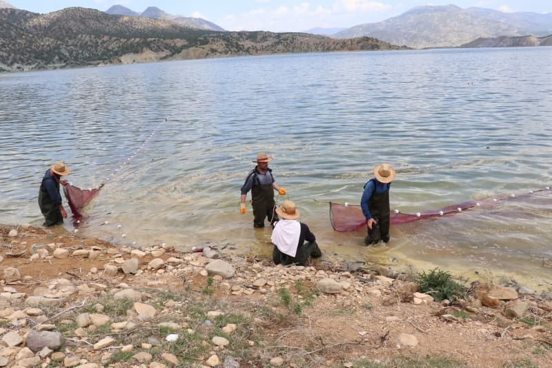 <p><b>'YENİ İŞ KAPISI OLDU'</b></p><p>Balıkçı Hakan Arslan da 'Baraj gölümüz henüz yeni bir baraj ve 2 yıldır avcılık yapabiliyoruz. Buradan tuttuğumuz balıkları dondurarak araçlara yükleyerek fabrikaya gönderiyoruz. Burada önceden bizim ekin için arazilerimiz vardı hepsi suyun altında kaldı. Biz de burada balıkçılık sektörüne girerek kendimize yeni bir iş kapısı oluşturduk. İlk başladığımızda bu işin yapanların sayısı oldukça düşüktü ancak bunun her geçen yıl artacağını düşünüyorum' diye konuştu.</p>