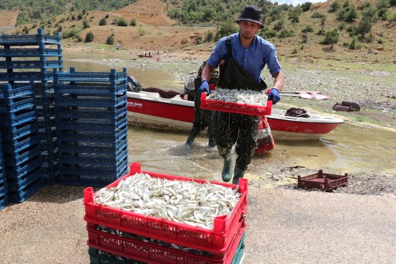 <p>'Canavar' adı verilen balık ekmek kapısı oldu!</p>
