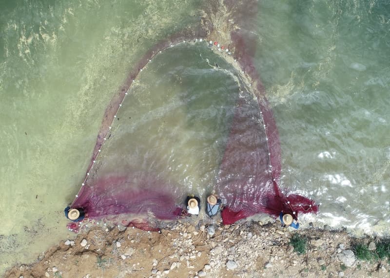 <p><b>'GÜNDE 10 KEZ AĞ ATIYORUZ'<br></b><p><b><br></b></p></p><p>Her yıl üretimlerinin artacağını belirten balıkçı Özkan Kışla ise 'Bu balığı avlamak sazan, yayın gibi balık türlerine göre daha zor avlanan bir tür. Ağın yapısı daha sık bir yapıya sahip. 50-70 ve 100 metrelik ağlarımız var. 100 metrelik bir bağı atıp tekrar toplayabilmek için en az 4 kişinin çalışması gerekiyor. 100 metrelik ağımızı günde 10 sefer atıp tekrar toplayabiliyoruz. Kıyıdan 100 metre açığa ağ atabiliyoruz. Balığın boyu 5 ile 7 santimetre civarında değişiyor. Zaten bu balığın küçük olanı makbul ve daha değerli' dedi.</p>