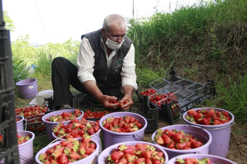 <p><b>'BU YIL ÇİLEK İYİ PARA EDECEK'</b></p>