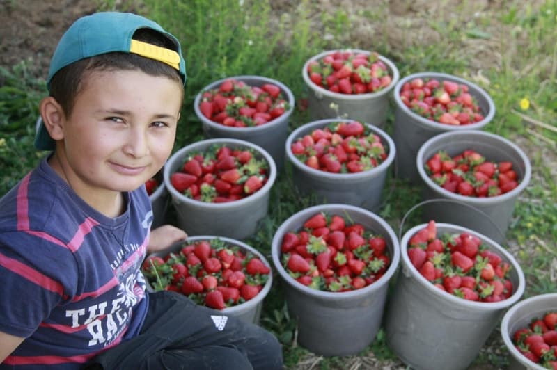 <p>80 haneli 224 nüfuslu kırsal Mahmudiye Mahallesi’nde oturanların tamamına yakını geçimini çilekten sağlarken, bu yıl tarlalardan 500 ton rekolte bekleniyor.</p>